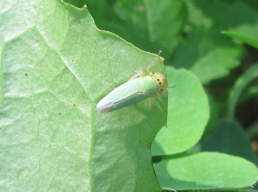 Cicadella viridis